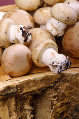 Champignons