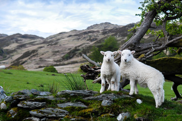 Fototapeta na wymiar White Sheep