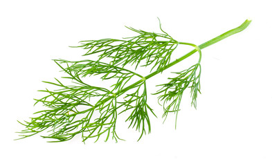 dill on white background