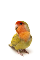 posing agapornis