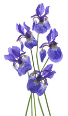 iris