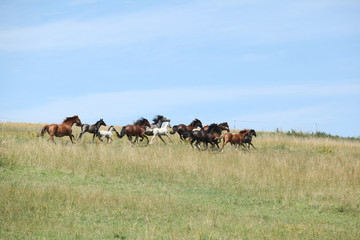 Obraz premium Herd of running horses