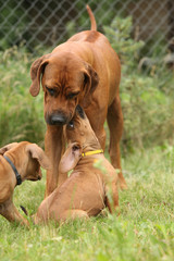 Rhodesian ridgeback puppy