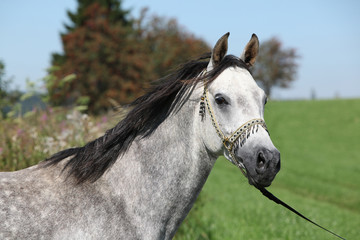 Nice arabian stallion with show halter