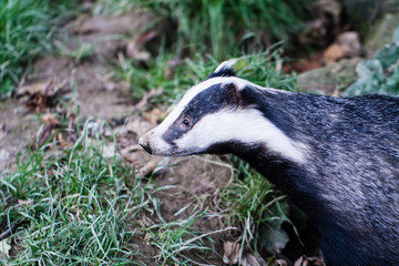 Badger