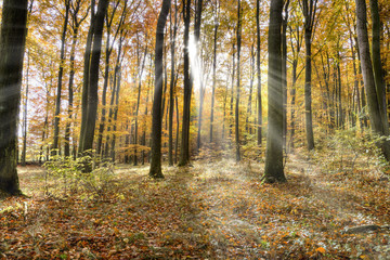 Buchenwald im Herbst