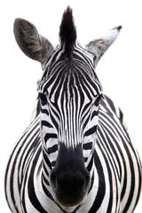 Printed kitchen splashbacks Zebra Zebra