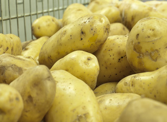 fresh potato