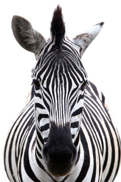 Fototapeta Zebra