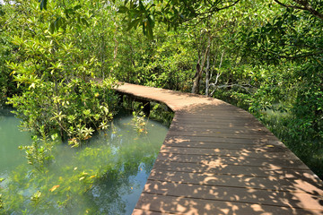 wood bridge in mangrove forest