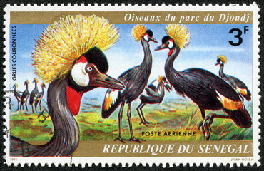 stamp printed by Senegal, shows Crested cranes