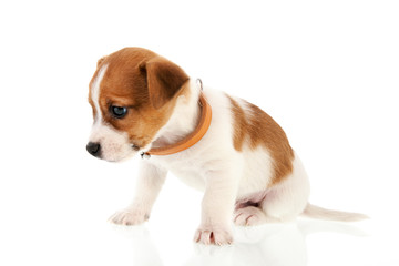 Six weeks old Jack Russel