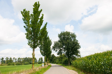 Nature landscape with ditch and trees
