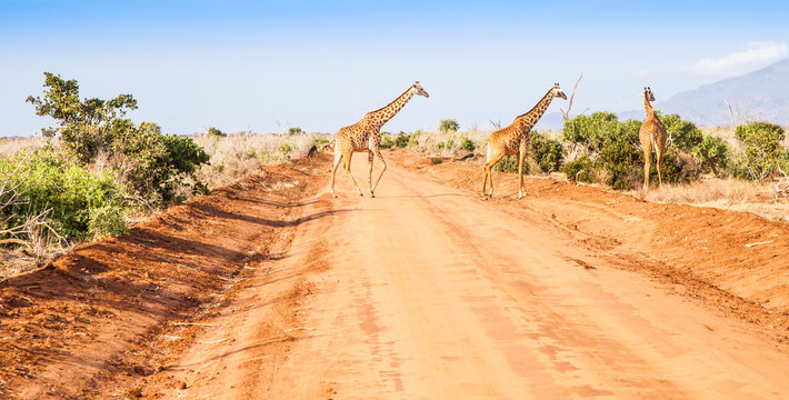 Fototapeta Free Giraffe in Kenya