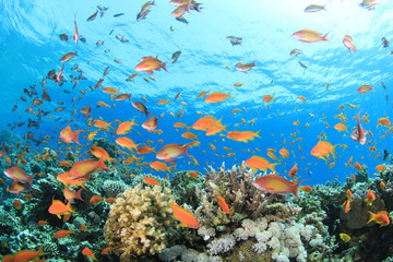 Fototapeta na wymiar Coral Reef podwodne