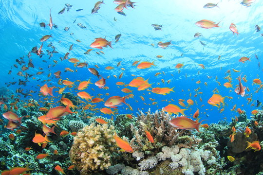 Fototapeta Coral Reef Underwater
