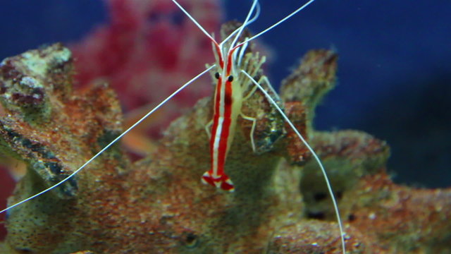 small red shrimp underwater