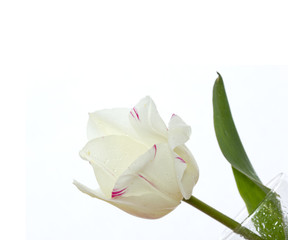 Tulip on white background