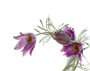 Flower on white background