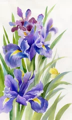 Crédence de cuisine en plexiglas Iris Watercolor Flower Collection: Irises