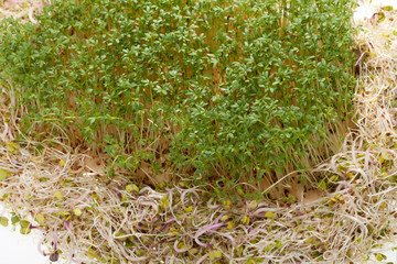 Fresh alfalfa sprouts and cress on white background