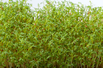 Cress seedlings isolated on white background