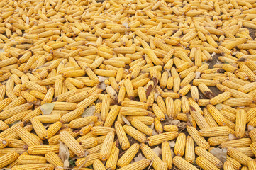 dry corn