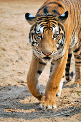 Bengal Tiger