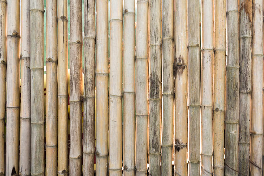 closeup bamboo vertical background pattern