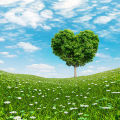 Heart shaped Tree green foliage, nature love