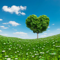 Heart shaped Tree green foliage, love