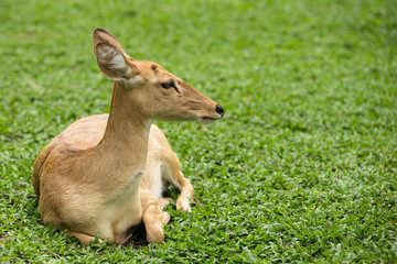 Female eld's deer (Panolia eldi  siamensis)