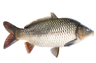 Carp