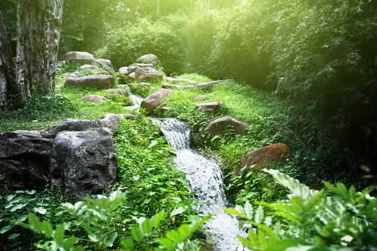 River In Jungle