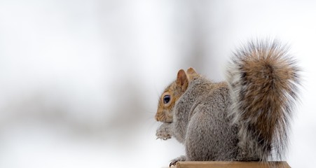 Grey Squirrel in the Snow