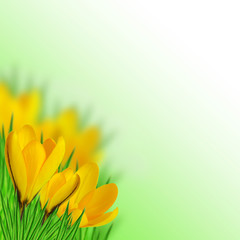 Yellow crocus