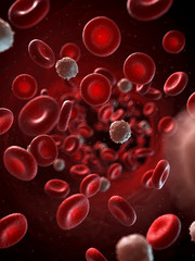 3d rendered illustration of the human blood