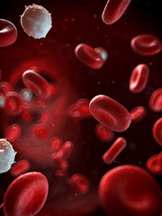 3d rendered illustration of the human blood