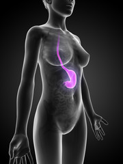 3d rendered illustration of the female stomach