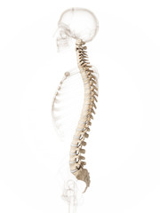 3d rendered illustration of a spine