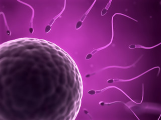 3d rendered illustration of an egg cell and sperm