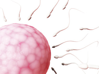 3d rendered illustration of an egg cell and sperm