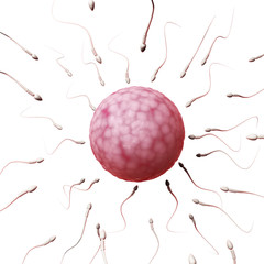 3d rendered illustration of an egg cell and sperm