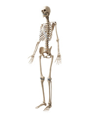 3d rendered illustration of the skeleton