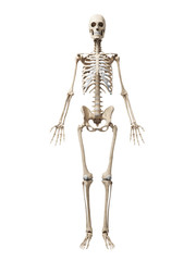 3d rendered illustration of the skeleton