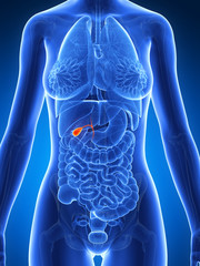 3d rendered illustration of the female anatomy - gallbladder