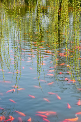 Fish pond
