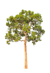 Obraz premium Irvingia malayana also known as Wild Almond, tropical tree in th