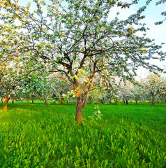 Beautiful blooming of decorative white apple and fruit trees