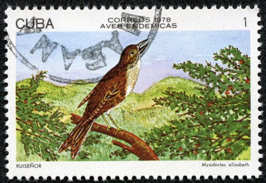stamp shows Cuban Solitaire (Myadestes elisabeth)